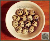 Coturnix eggs