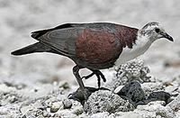 ...Much of the bird life in the Pacific Islands, such as this Polynesian Ground-Dove (and the Tuamo