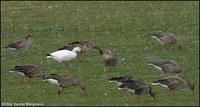 Snow Goose Anser caerulescens