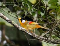 Silver-eared Mesia