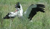 White Stork p.26