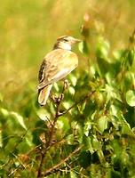 Mongolian Lark