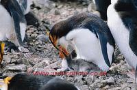FT0137-00: Royal Penguin, Eudyptes Schlegeli, feeding its chick at the nest. Macquarie Island. S...