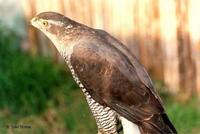 27. 참매 (蒼鷹) Accipiter gentilis