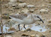 Red-Necked Stint Calidris ruficollis 좀도요