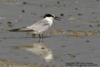 Little Tern Sterna albifrons