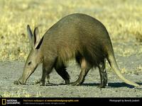 Photo: Aardvark sniffing the ground