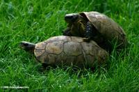 Tortoises caught in the act of mating