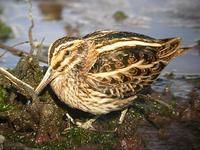 Jack Snipe - Lymnocryptes minimus