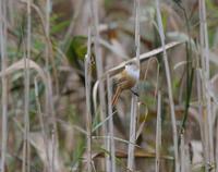 Bearded Tit (Panurus biarmicus)