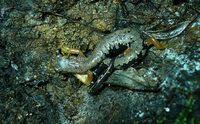 : Bolitoglossa pesrubra