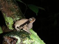 : Bufo lescurei; Rhinelle de Lescure