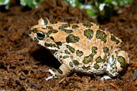 : Bufo viridis; Green Toad