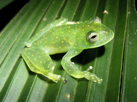 : Cochranella euknemos
