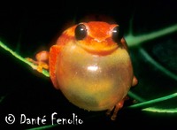 : Dendropsophus microcephalus