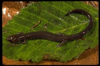 : Plethodon elongatus; Del Norte Salamander