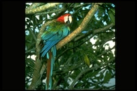 : Ara chloroptera; Red And Green Macaw