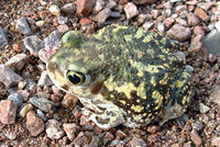 : Scaphiopus couchii; Couch's Spadefoot Toad