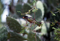 : Hypsipetes madagascariensis; Madagascar Bulbul