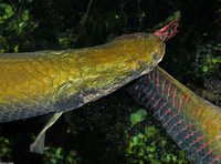 : Arapaima gigas; Arapaima