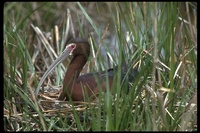 : Plegadis chihi; White-faced Ibis