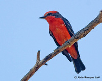 : Pyrocephalus rubinus; Vermilion Flycatcher