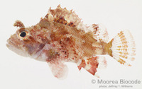 : Parascorpaena mossambica