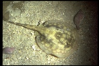 : Urobatis jamaicensis; Yellow Stingray