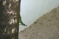 : Anolis extremus; Barbados Anole