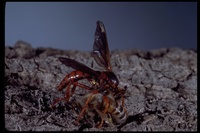 : Callinicus calcaneus; Robber Fly