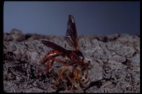 : Callinicus calcaneus; Robber Fly