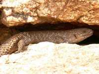 : Egernia stokesi; Gidgee Skink