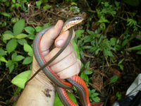 : Mastigodryas melanolomus