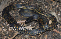 : Pseudechis butleri; Butler's Snake