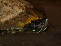 : Trachemys scripta; Pond Slider