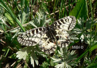 : Zerynthia polyxena