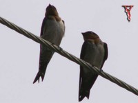 Pacific Swallow(Hirundo tahitica)