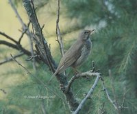 Dark-throated Thrush » Turdus ruficollis