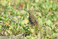 Fig. 10. Buff-billed Pipit : 밭종다리