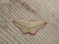 Timandra griseata Foto/billede af