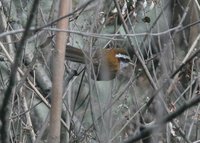 ヒメマルハシ Streak-breasted Scimitar-Babbler Pomatorhinus ruficollis