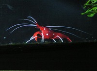 Lysmata debelius - Scarlet Cleaner Shrimp