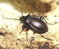 Carabus nemoralis - Wood Carabid