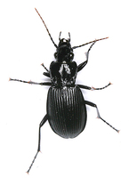 Pterostichus niger