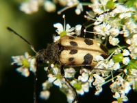 Judolia cerambyciformis