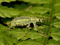 Phyllobius arborator