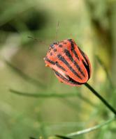 Graphosoma semipunctatum