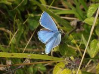 Polyommatus bellargus - Adonis Blue