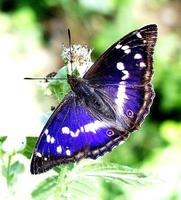 Apatura iris - Purple Emperor