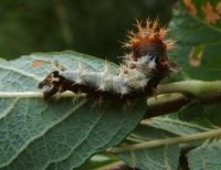 Polygonia c-album - Comma